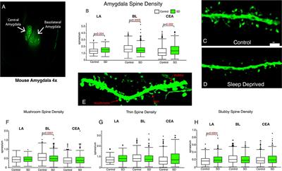 Frontiers Regulation Of Dendritic Spines In The Amygdala Following